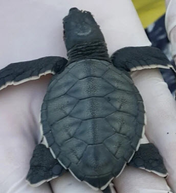 Sea Turtle Release Drake Bay