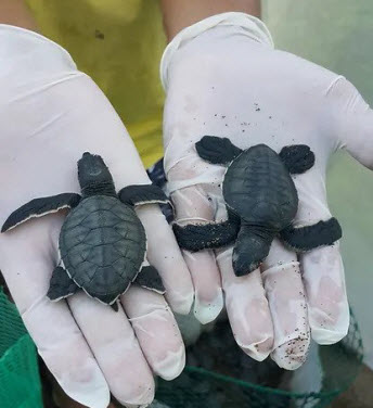 Sea Turtle Release Drake Bay