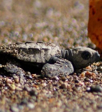 Sea Turtle Release Drake Bay