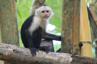 Corcovado National Park drake bay