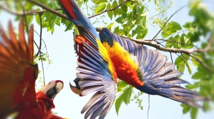 corcovado national park tour costa rica