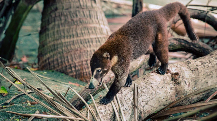 corcovado national park tour costa rica