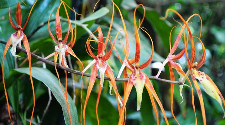 corcovado national park tour costa rica