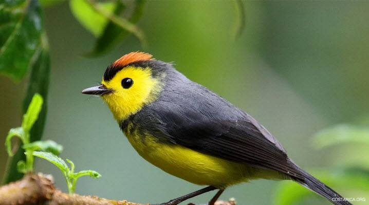 corcovado national park tour costa rica