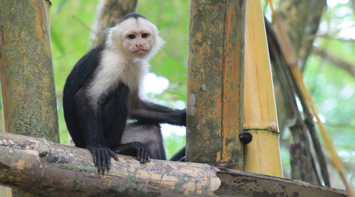 corcovado national park tour costa rica