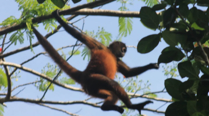 corcovado national park tour costa rica