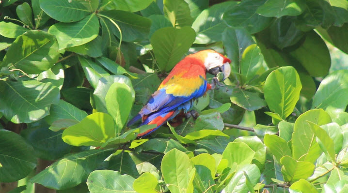 corcovado national park tour costa rica