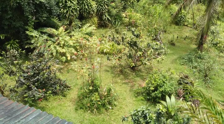 tour jungle house drake bay costa rica