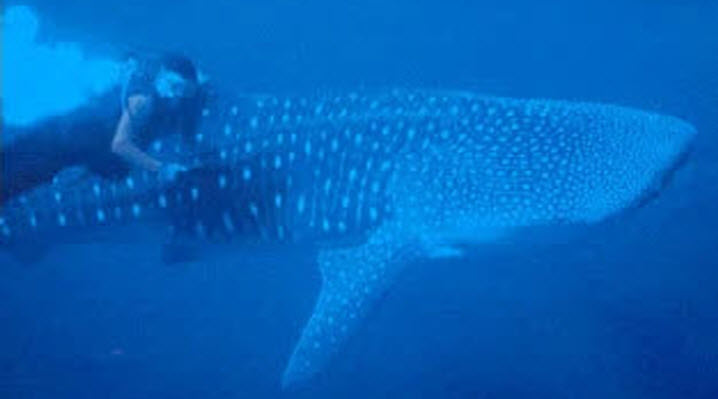 scubadiving cano island costa rica