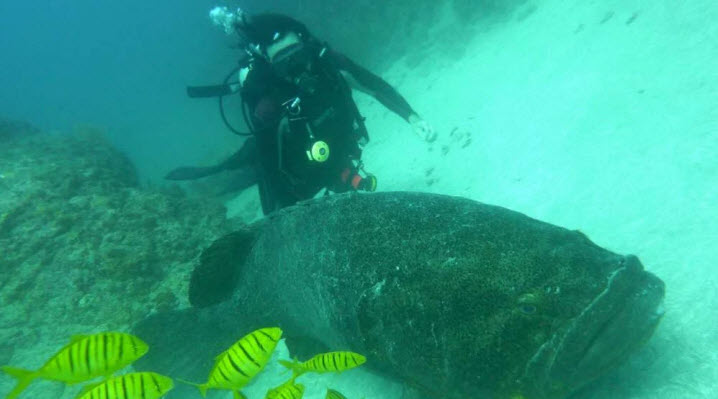 scubadiving cano island costa rica