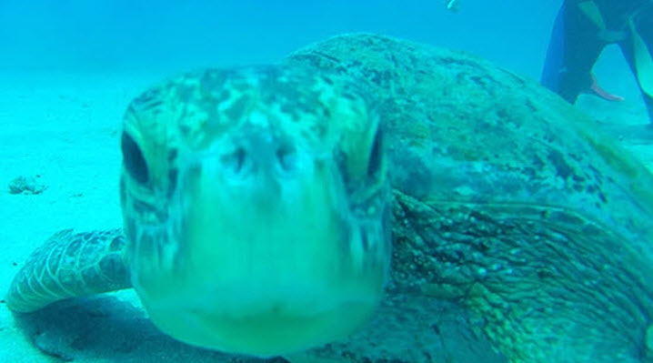 scubadiving cano island costa rica