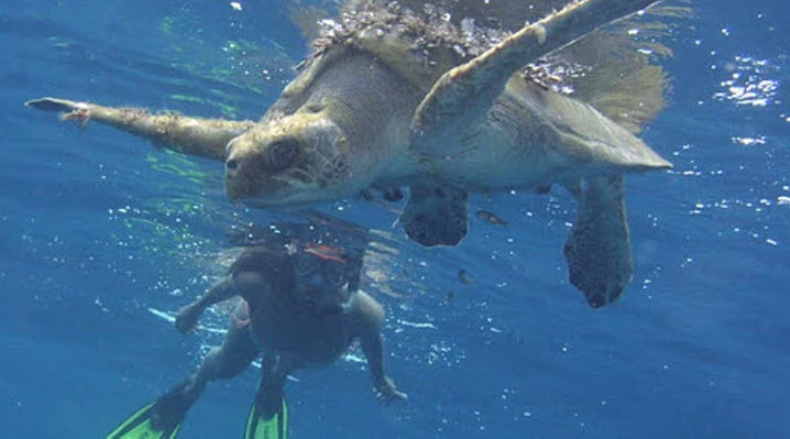 snorkeling drake bay costa rica