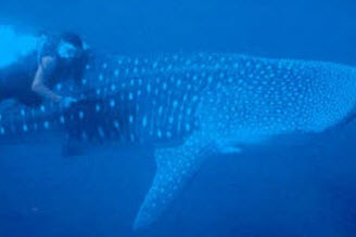 Cano Island And Whale Sighting