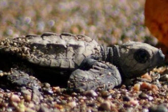 Sea Turtle Releases